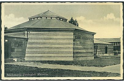 Zoologisk Museum, Svendborg. Rudolf Olsens Kunstforlag no. 10106. 