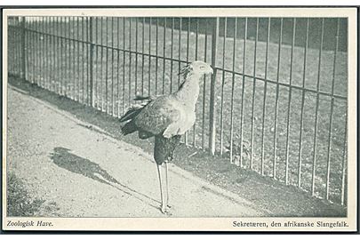 København. Zoologisk Have med sekretæren, den afrikanske Slangefalk. U/no. 