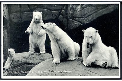 København. Zoologisk Have. Isbjørne i den nye grotte. Stenders no. 91985. 