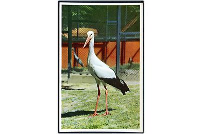 København. Zoologisk Have. Storken. K. Witt-Møller, serie 6700-223. 