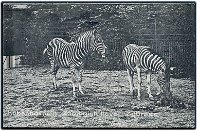 Købh., Frederiksberg, Zoologisk have med Zebra. J. Aaby-Sørensen u/no.