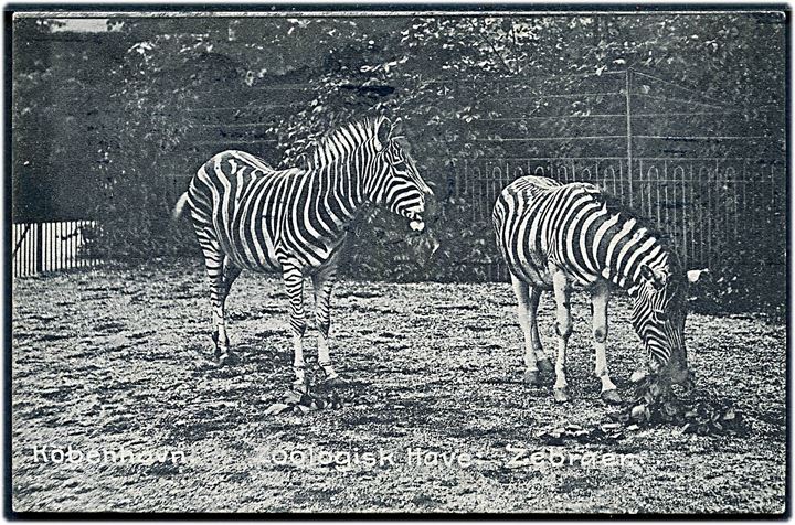 Købh., Frederiksberg, Zoologisk have med Zebra. J. Aaby-Sørensen u/no.