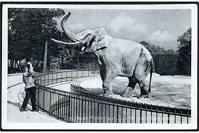 Københavns Zoo med elefanten Jumbo. Stenders no. 10.