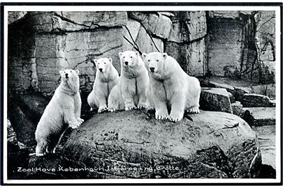 Købh. Frederiksberg. Zoologisk have med Isbjørne i den nye grotte! Stenders no. 95333.