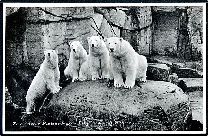 Købh. Frederiksberg. Zoologisk have med Isbjørne i den nye grotte! Stenders no. 95333.