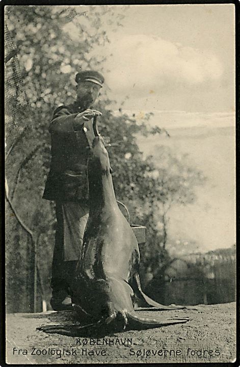 Købh., Frederiksberg. Fra Zoologisk have. Søløverne fodres. fotograf Orla Bock. Stenders no. 11132. Antages at være i serie med Københavnsk Gadeliv, i følge Henrik Selsøe Sørensen (bog side 142).