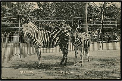 Købh. Zoologisk have. Zebraer. Stenders no. 5960. 