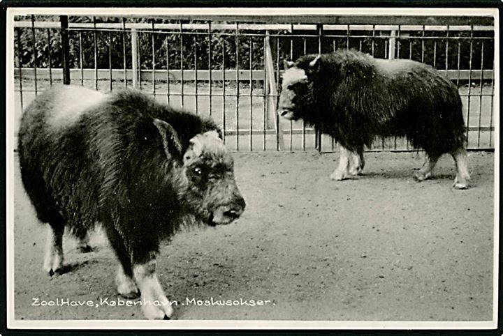 Frederiksberg. Zoologisk have med Moskusokser. Stenders no. 95330.