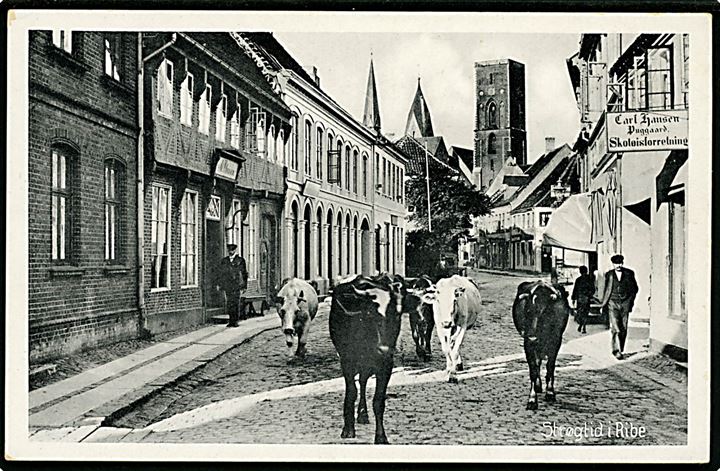 Ribe, Strøgtid med stude i gaden og domkirken i baggrunden. Stenders no. 10.