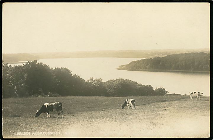 Aarhus, Solbjerg Sø. Fotokort Ebbesen no. 177. 