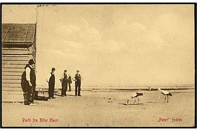 Nibe, storken Peter fodres på havnen. N. E. Bendix u/no.