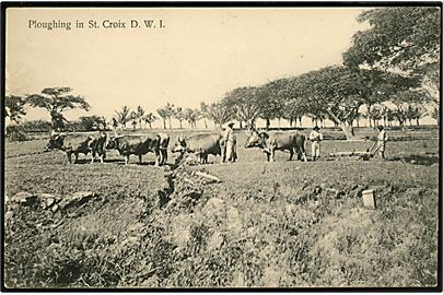 D.V.I., St. Croix, Ploughing. R. D. Benjamin u/no.