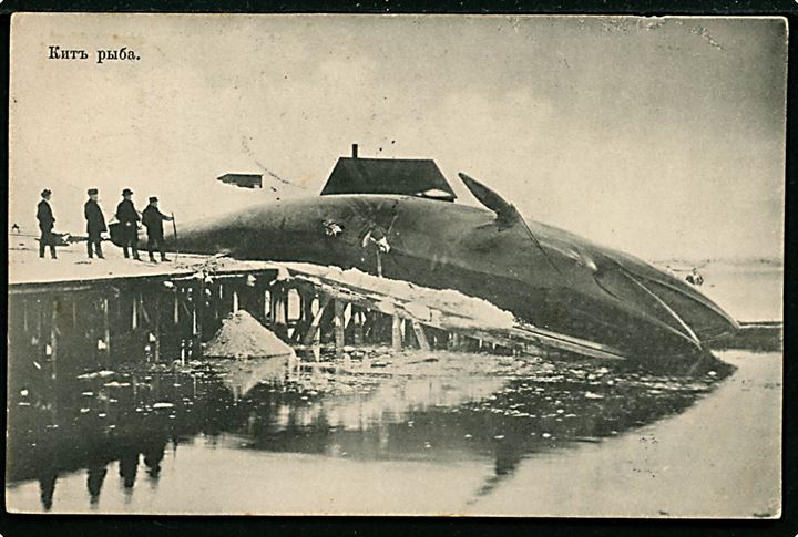 Rusland, hval på fangststation. Scherer, Nabholz & Co. Anvendt fra Archangelsk 1907 til Danmark. Lille skade.