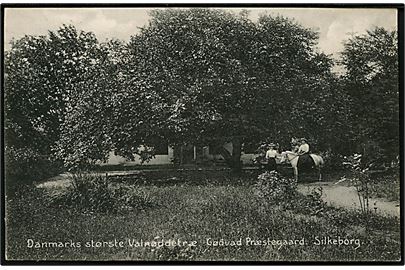 Silkeborg. Gødvad Præstegård med Danmarks Største Valnøddetræ. M. Digmann no. 19627.