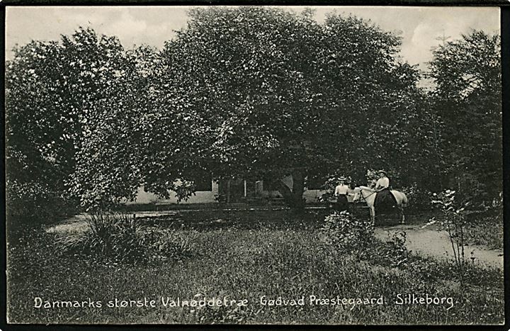 Silkeborg. Gødvad Præstegård med Danmarks Største Valnøddetræ. M. Digmann no. 19627.