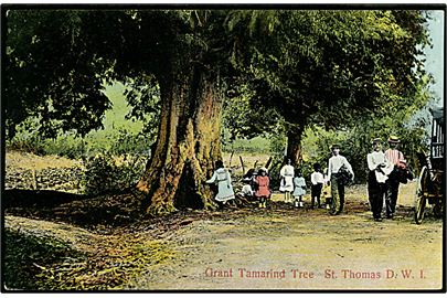 D.V.I., St. Thomas, Grant Tamarind Tree. Lightbourne u/no.