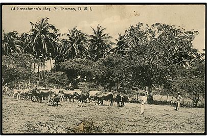 D.V.I., St. Thomas, At Frenchmen's Bay. Lightbourn u/no.