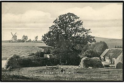 Tadse med mølle i baggrunden. P. C. Poulsen Skodhauge no. 11827.