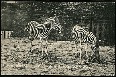 Frederiksberg. Københavns Zoo med Zebraer. J. Aarby-Sørensen u/no. 