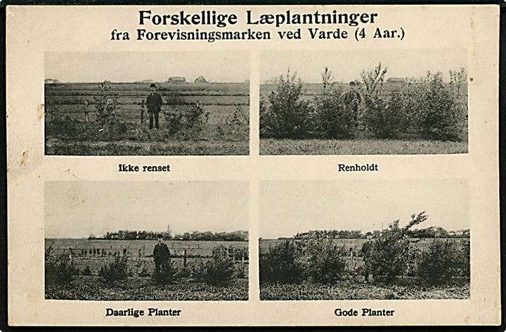 Varde. Forvisningsmarken med forskellige Læplantninger. N.F. Kastoft no. 20014.