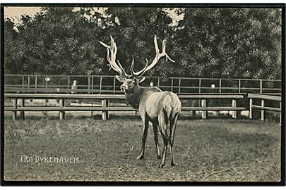 Dyrehaven ved Charlottenlund. Kronhjort. Stenders no. 4825.