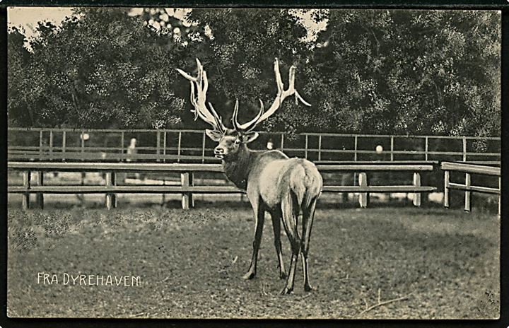 Dyrehaven ved Charlottenlund. Kronhjort. Stenders no. 4825.