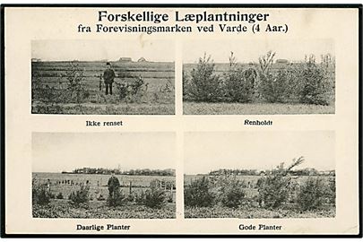 Varde. Forevisningsmarken med forskellige Læplantninger. N.F. Kastoft no. 20014.