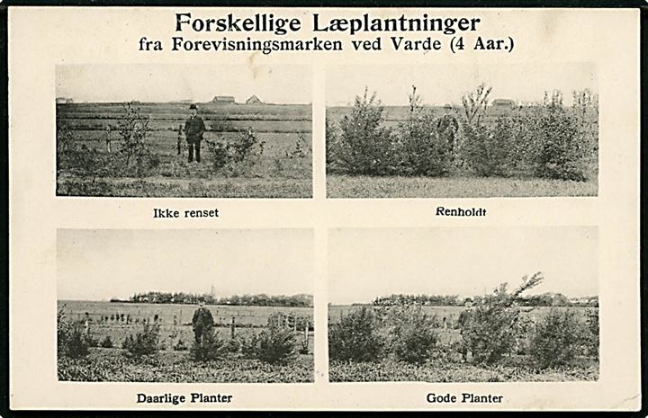 Varde. Forevisningsmarken med forskellige Læplantninger. N.F. Kastoft no. 20014.