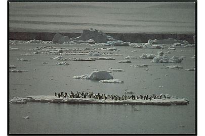 Antarktis som Verdenspark, Adelie pingviner. Greenpeace no. 143101100