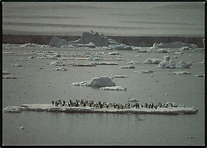 Antarktis som Verdenspark, Adelie pingviner. Greenpeace no. 143101100