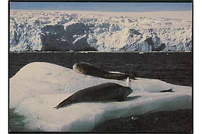 Antarktis som Verdenspark, Søleoparder og Adelie pingviner. Greenpeace no. 143101097