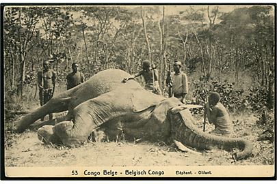 Belgisk Congo. 10 Centimen helsag (no. 53) med lokale jægere og død elefant. 