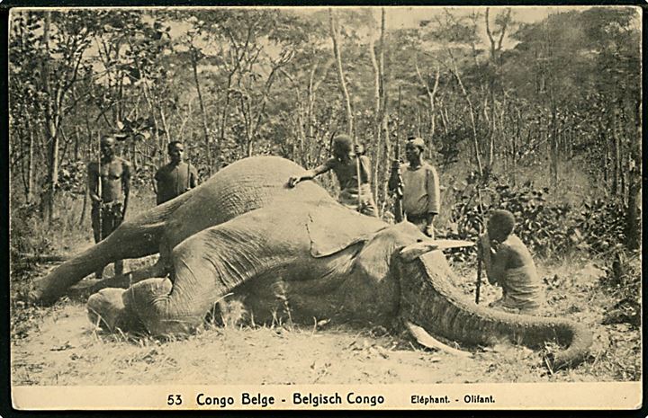 Belgisk Congo. 10 Centimen helsag (no. 53) med lokale jægere og død elefant. 