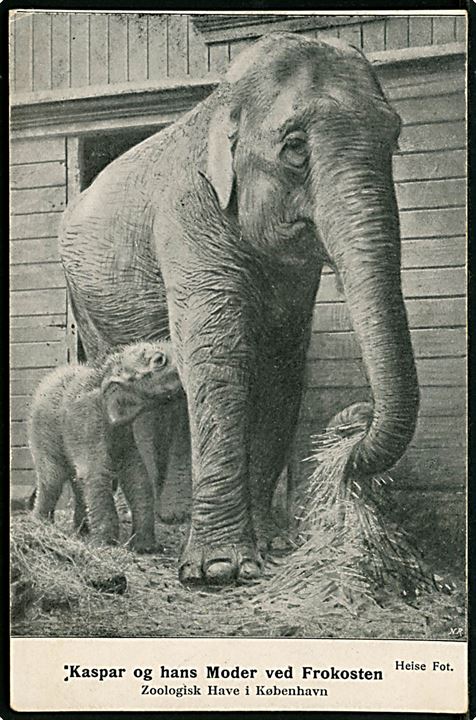 Kbh., Zoologisk have: Elefanten Kaspar og hans Mor spiser frokost. Tiltrykt reklame for Aalsgaard Badehotel og anvendt som lokal tryksag i Kjøbenhavn d. 11.1.1908.