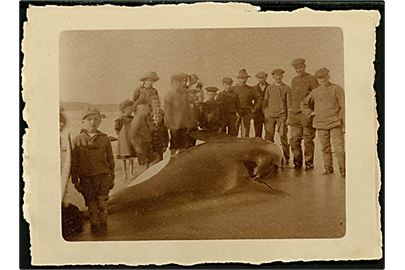 Hvalstranding d. 25.4.1918. Spækhugger fotograferet af Kai Schibsbye - muligvis fra isefjorden. Fotografi 9x12 cm.