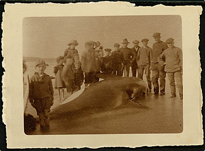 Hvalstranding d. 25.4.1918. Spækhugger fotograferet af Kai Schibsbye - muligvis fra isefjorden. Fotografi 9x12 cm.