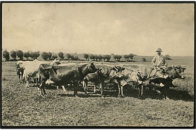 Byllerup ved Nørre Aaby. Bonde med Jerseykvæg. Dan Schmidt Aarup no. 16828.