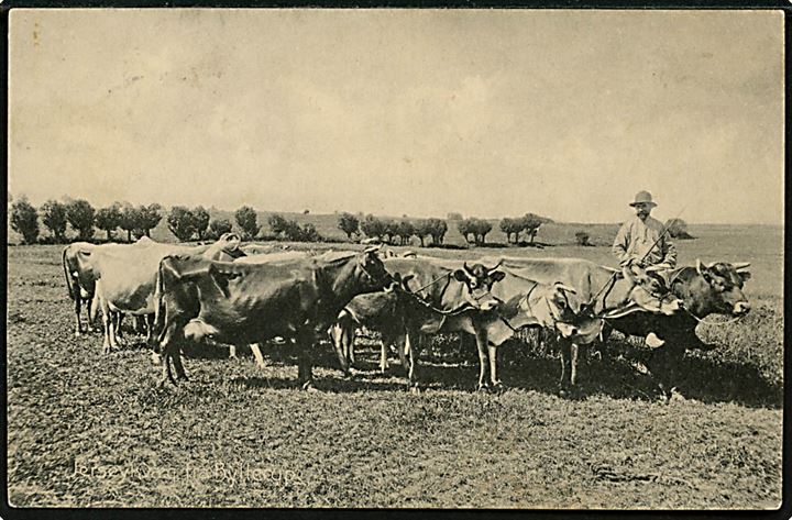 Byllerup ved Nørre Aaby. Bonde med Jerseykvæg. Dan Schmidt Aarup no. 16828.