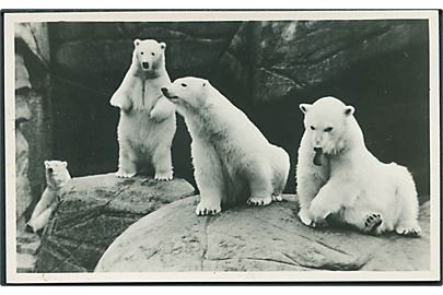 Isbjørne i den nye grotte i Zoologisk Have, København. Stenders no. 6858. Fotokort. 